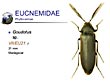 Goudotus sp.